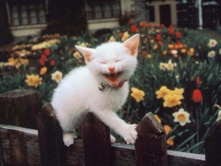 chat